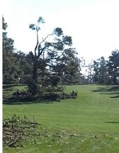 Eisenhower Tree